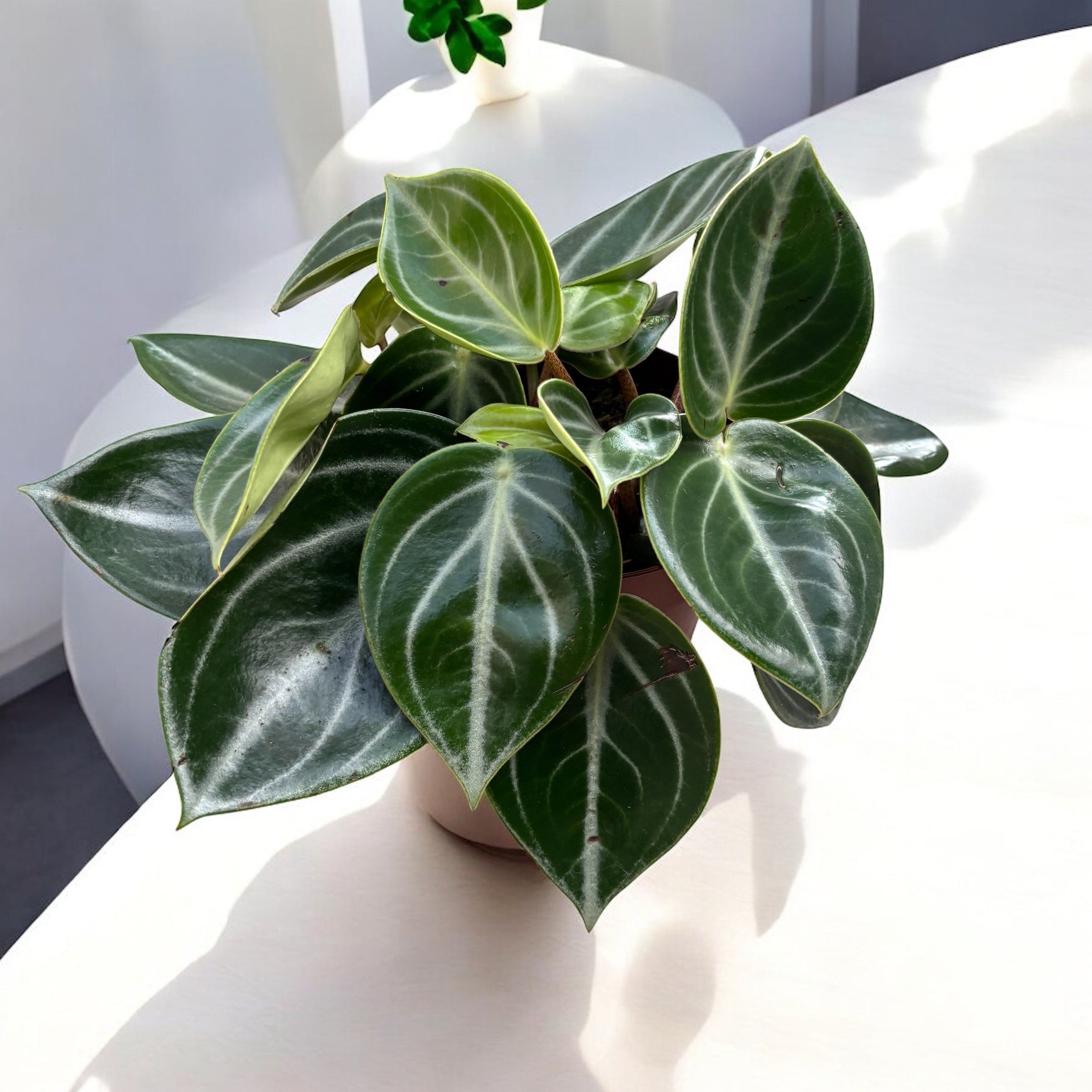 Peperomia sarcophylla