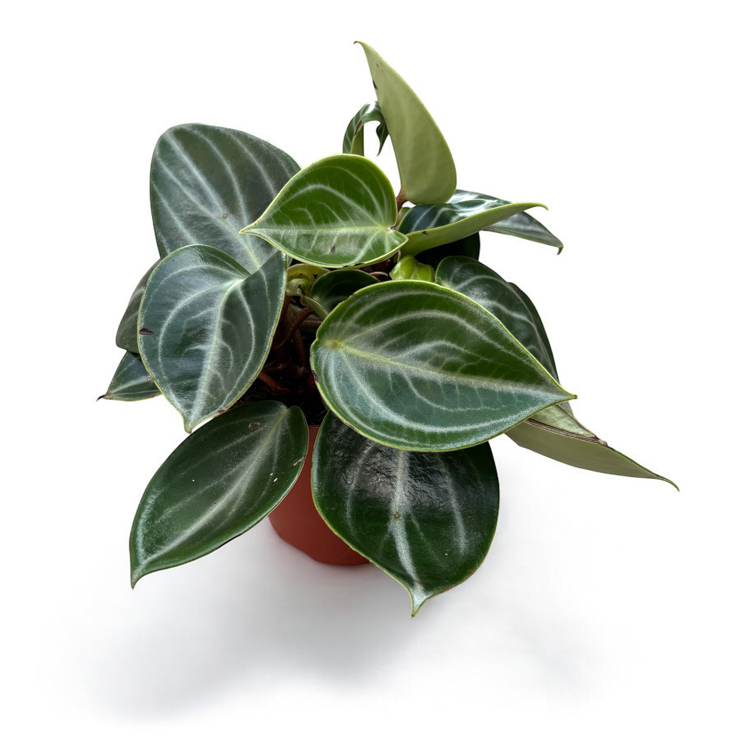 Peperomia sarcophylla