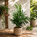 Chamaedorea elegans – dwarf palm, elegant and easy to care for D9
