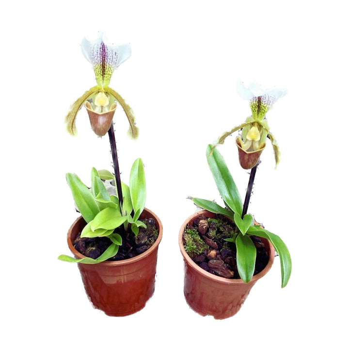 Paphiopedilum Leeanum