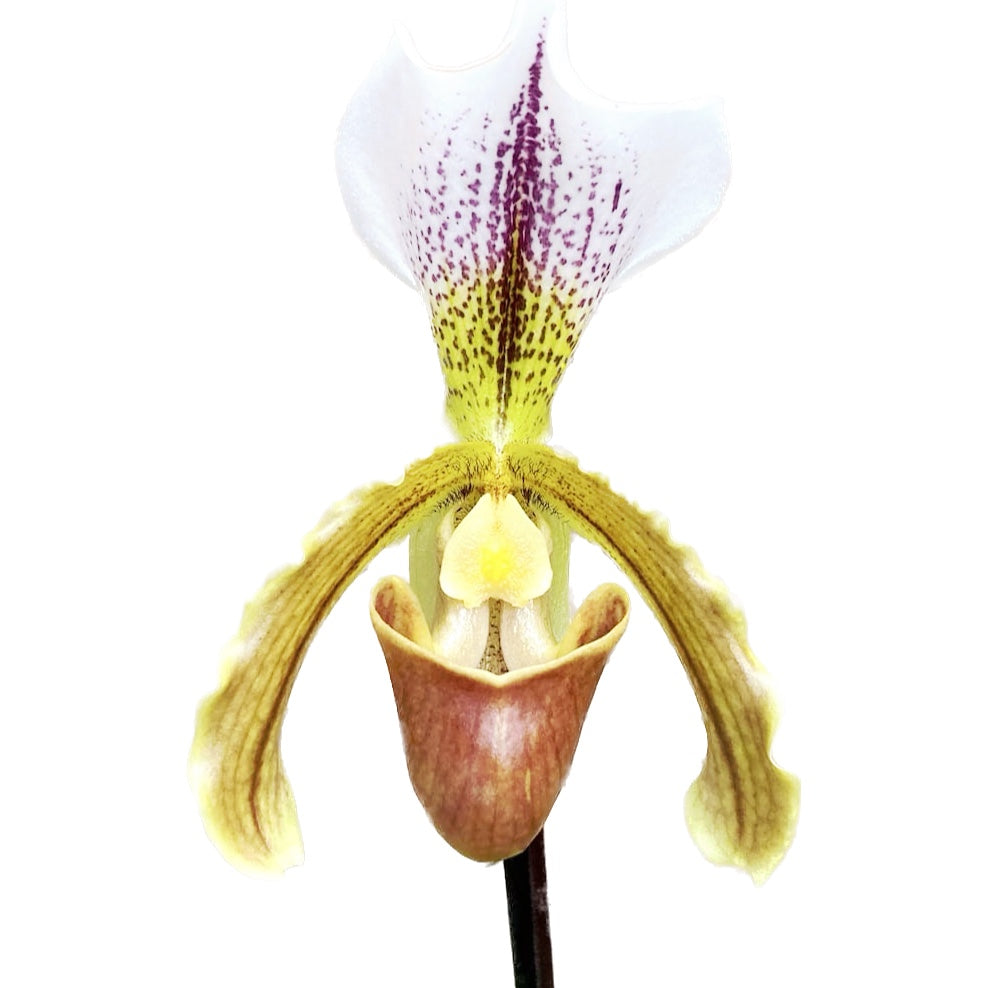 Paphiopedilum Leeanum