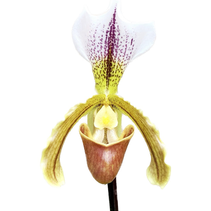 Paphiopedilum Leeanum