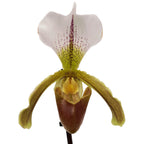 Paphiopedilum Leeanum