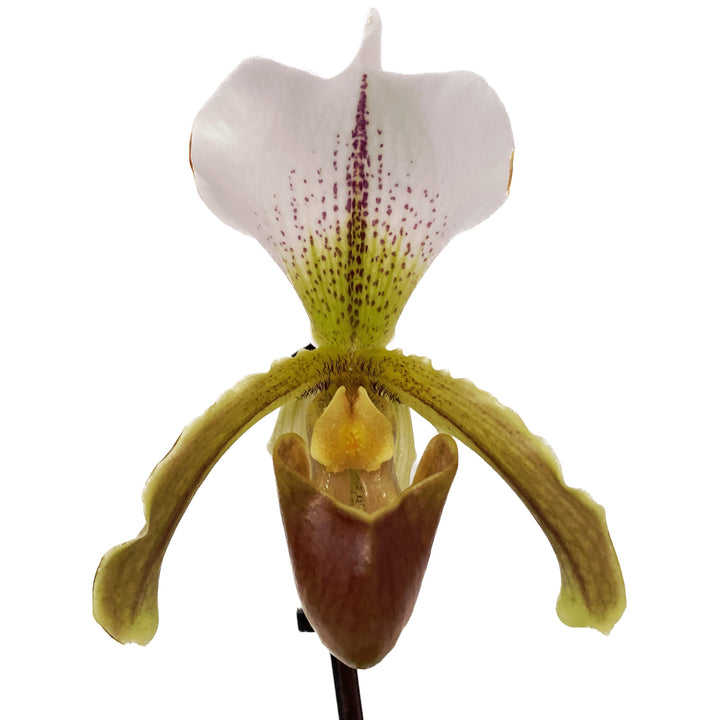 Paphiopedilum Leeanum