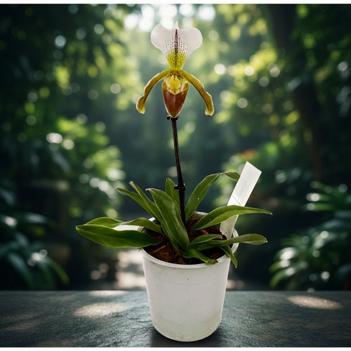 Paphiopedilum Leeanum