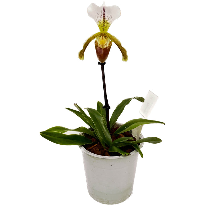 Paphiopedilum Leeanum