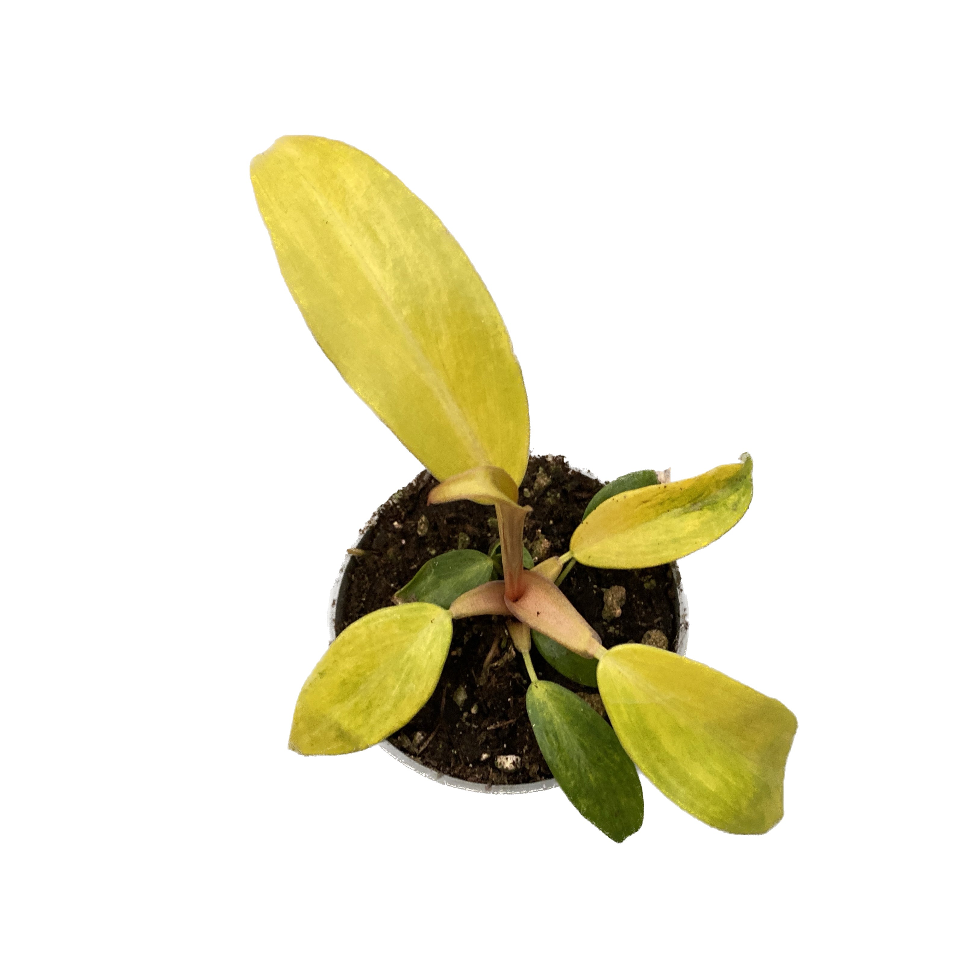 Philodendron Malay Gold (babyplant)