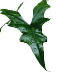 Alocasia nycteris 'Bat Wing' - beauté tropicale aux feuilles en forme d'ailes