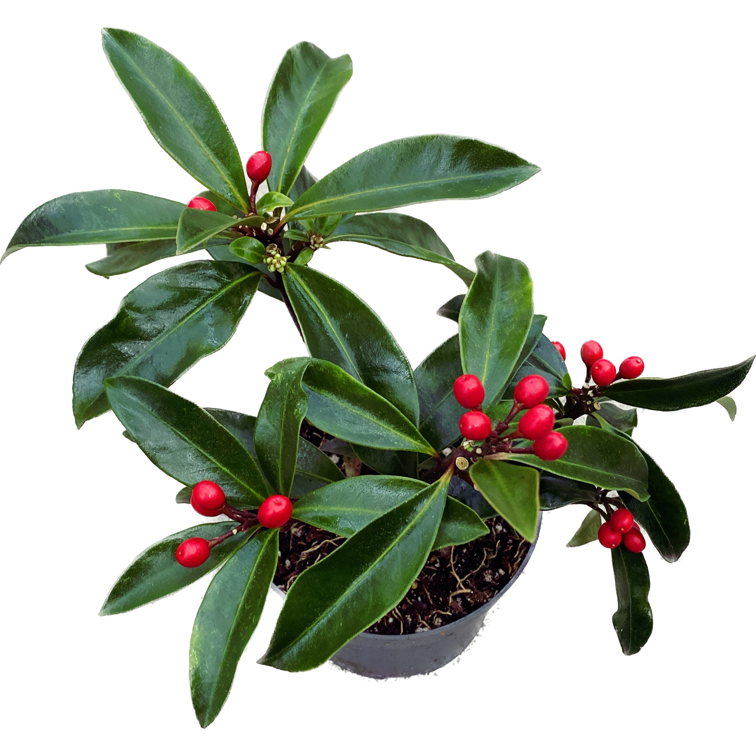 Skimmia japonica reevesiana 'Rubella'
