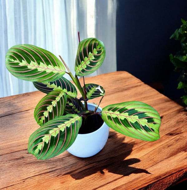 Maranta leuconeura var. erythroneura (Tricolor) - Planta care se roaga (Prayer plant)