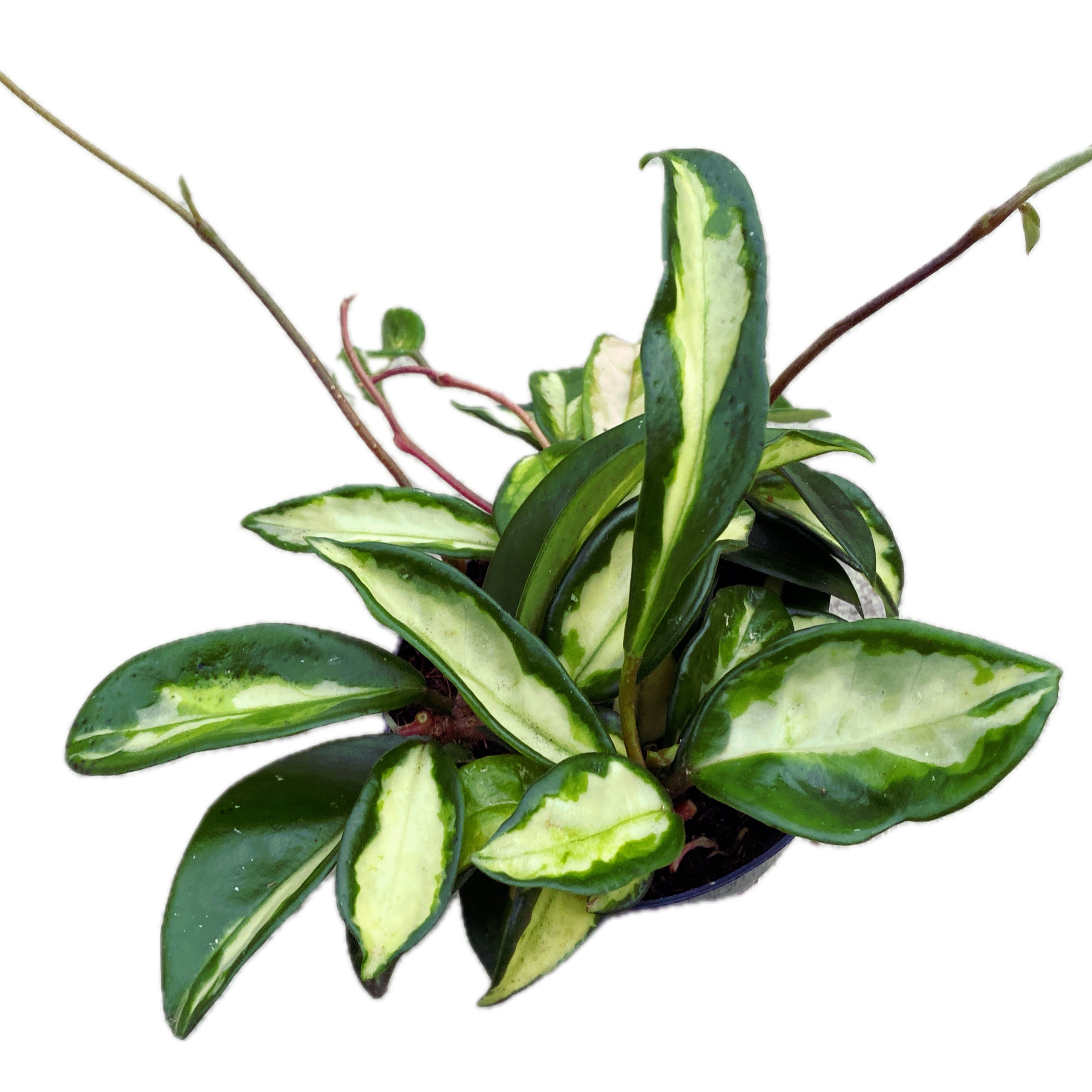 Hoya carnosa 'Tricolor' (Krimson Princess) D11 - full pots, 3 plante/ghiveci