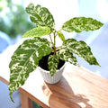 Ficus aspera ‘Snowstorm’ - planta tropicala rara cu frunzis variegat si spectaculos