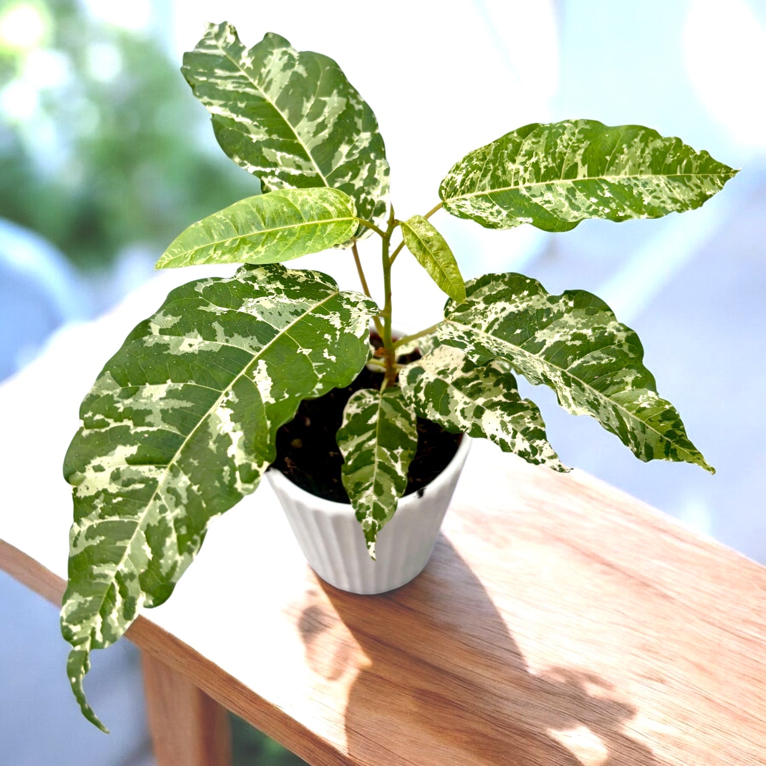 Ficus aspera ‘Snowstorm’ - planta tropicala rara cu frunzis variegat si spectaculos