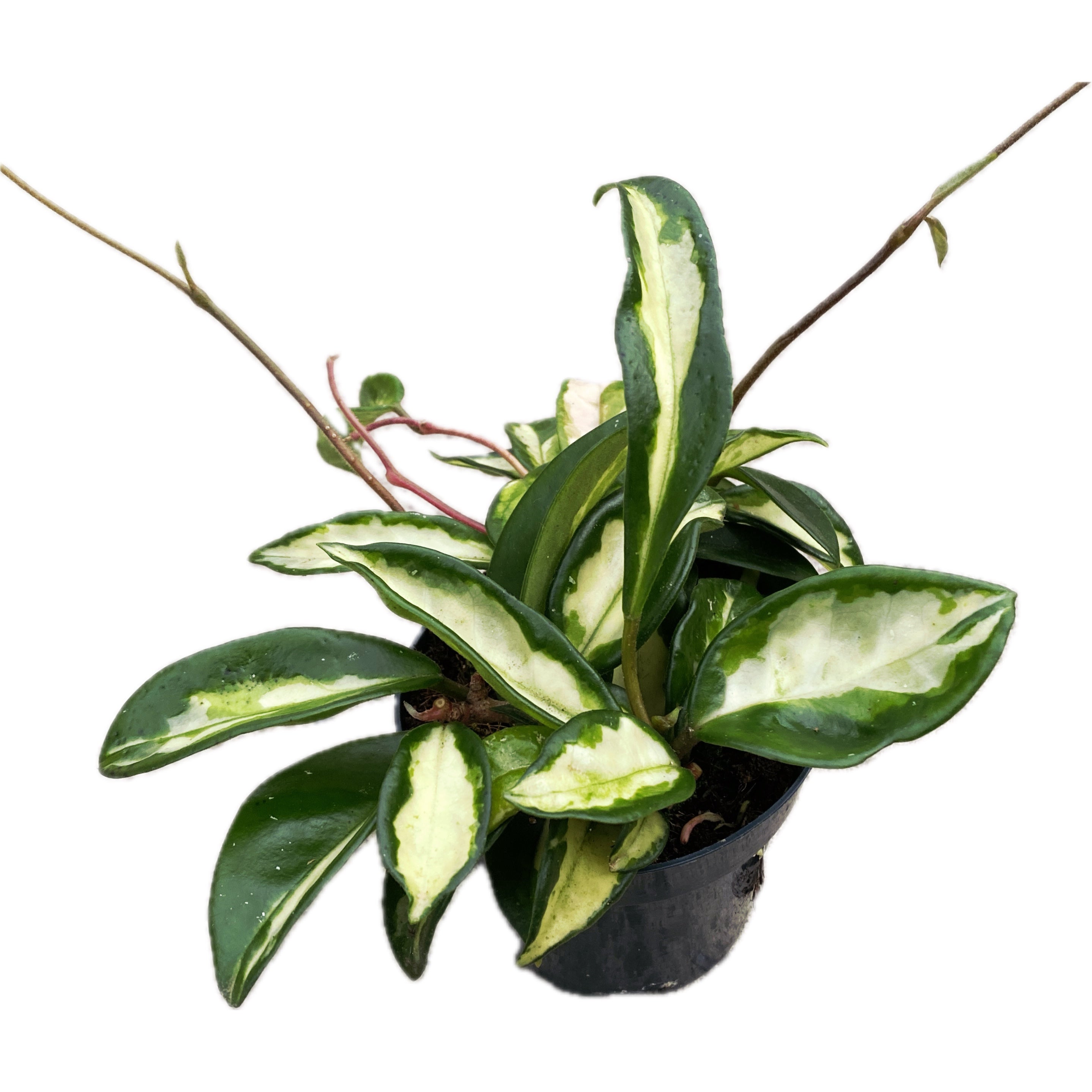 Hoya carnosa 'Tricolor' (Krimson Princess) D11 - full pots, 3 plante/ghiveci