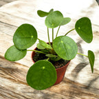 Pilea peperomioides – planta moneda chinezeasca, decorativa si usor de ingrijit