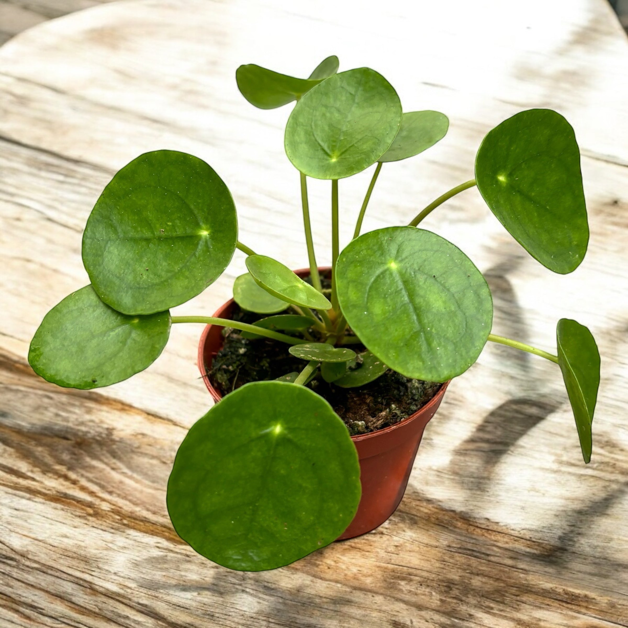 Pilea peperomioides – planta moneda chinezeasca, decorativa si usor de ingrijit