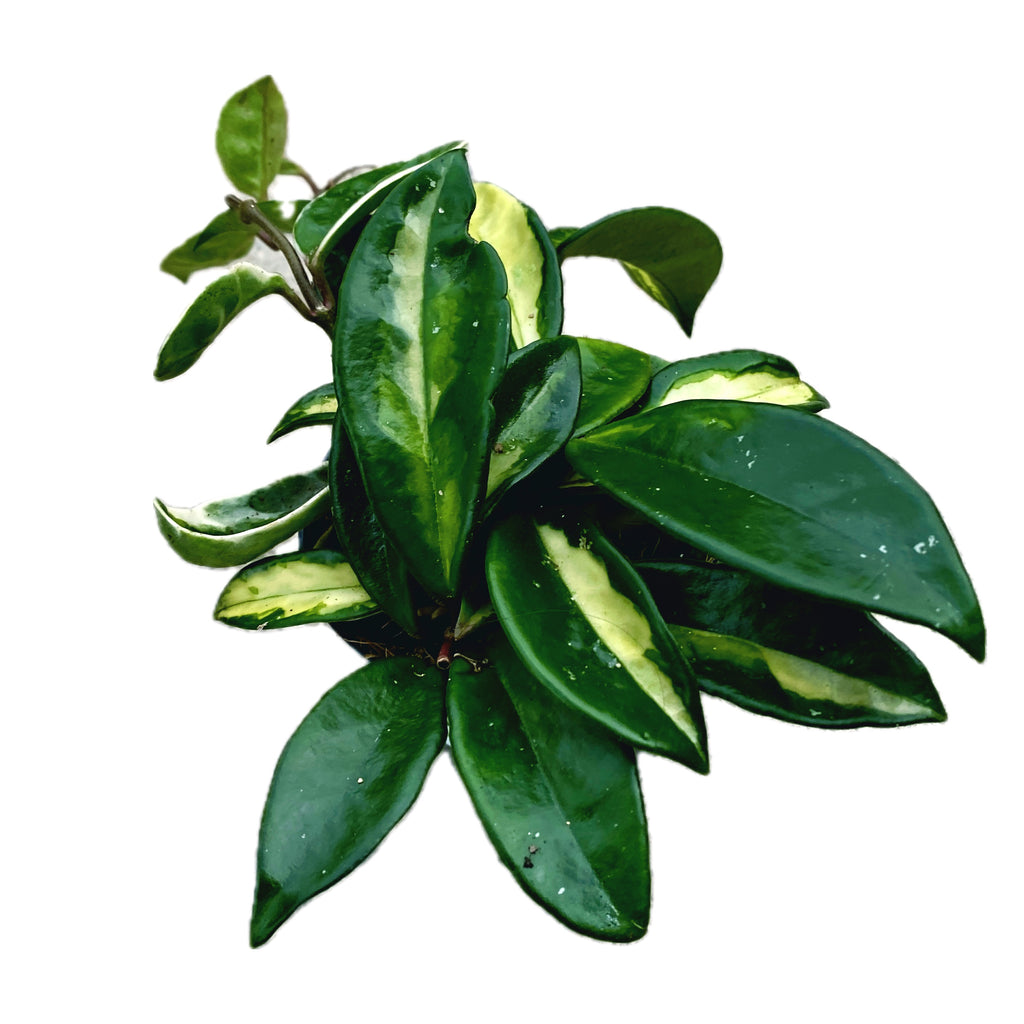 Hoya carnosa mix 2-3 plante/ghiveci