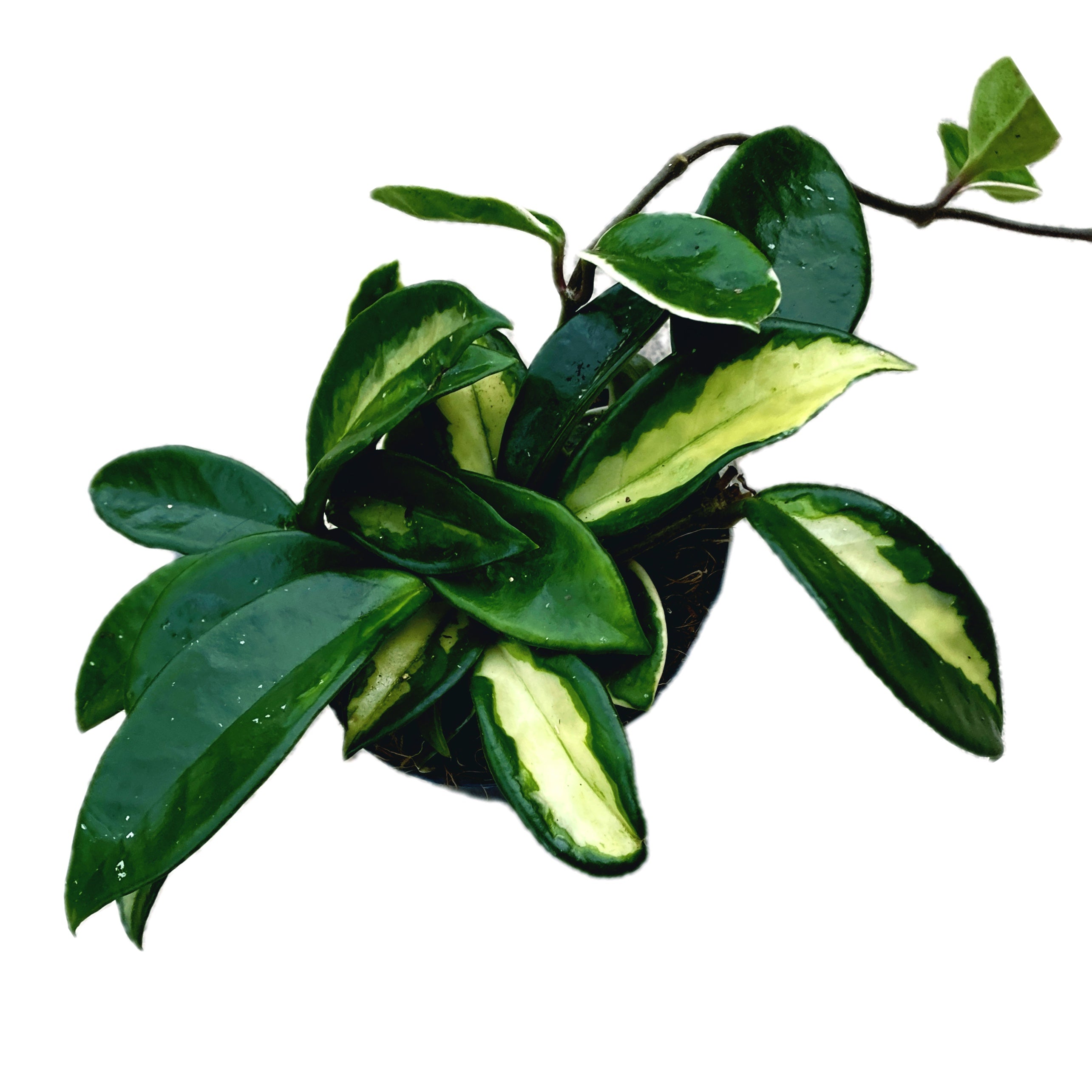 Hoya carnosa mix 2-3 plante/ghiveci