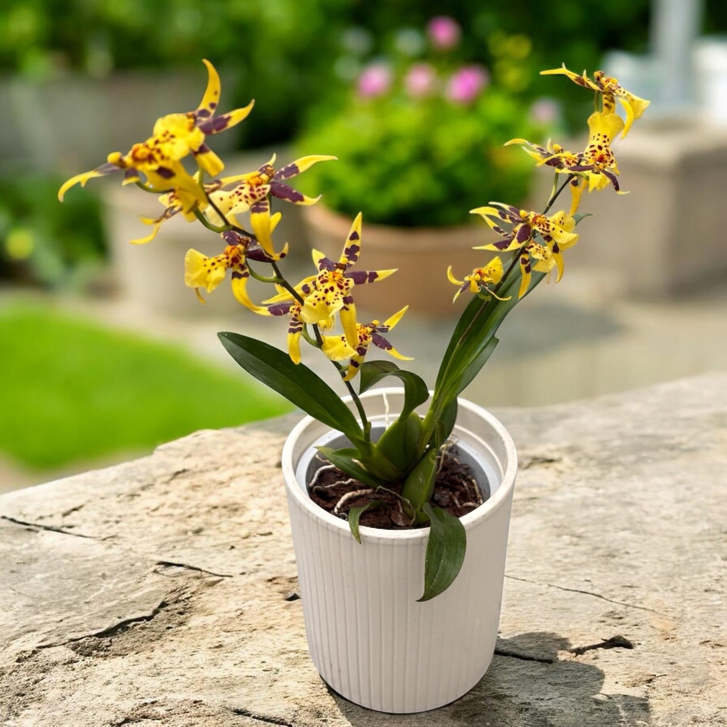 Oncidium Holm’s Wizard Yellow - flori intens parfumate