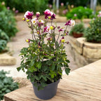 Aquilegia vulgaris 'Winky Double Red & White' - caldaruse de gradina cu flori duble rosu-alb