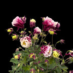 Aquilegia vulgaris 'Winky Double Red & White' - caldaruse de gradina cu flori duble rosu-alb