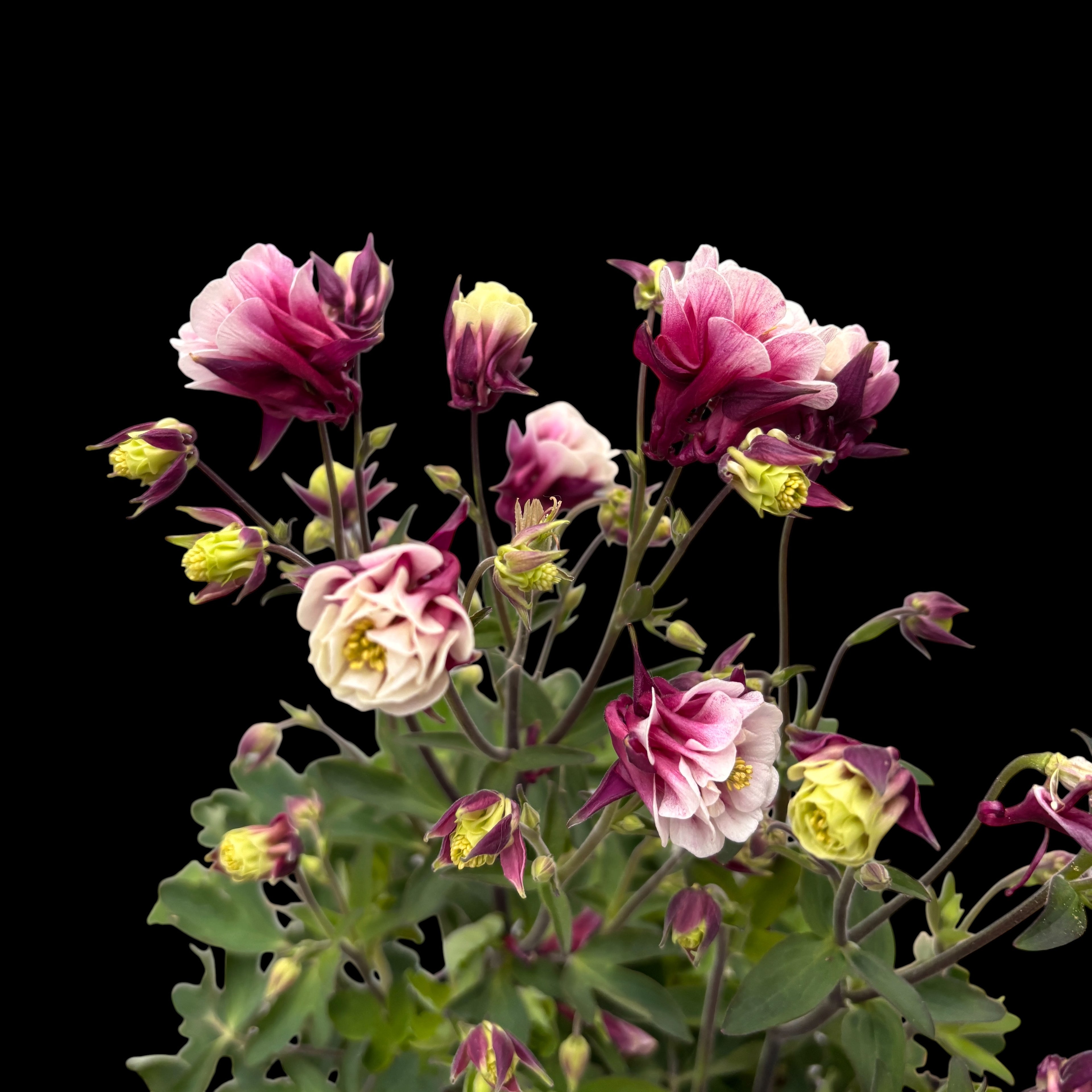 Aquilegia vulgaris 'Winky Double Red & White' - caldaruse de gradina cu flori duble rosu-alb
