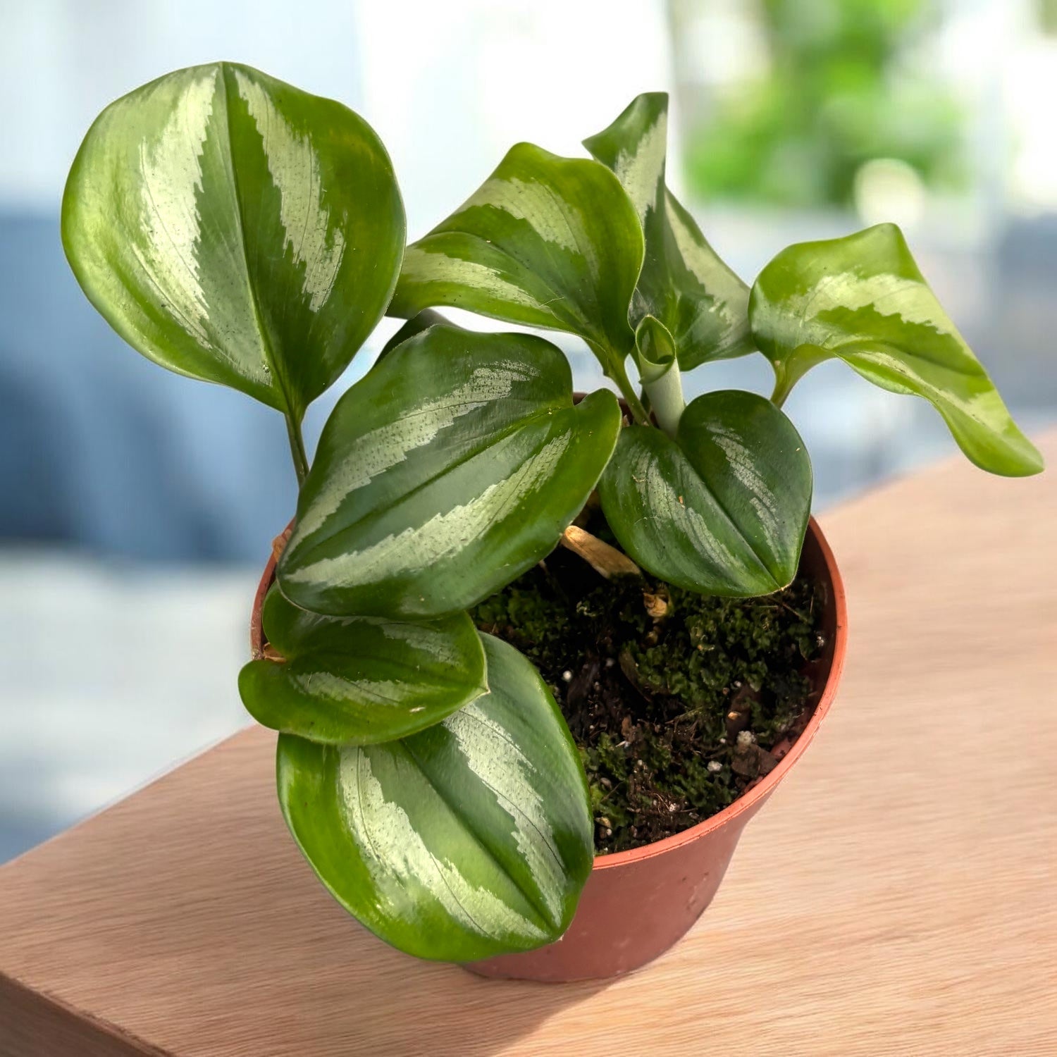 Plante rare - neobisnuite – tagged 