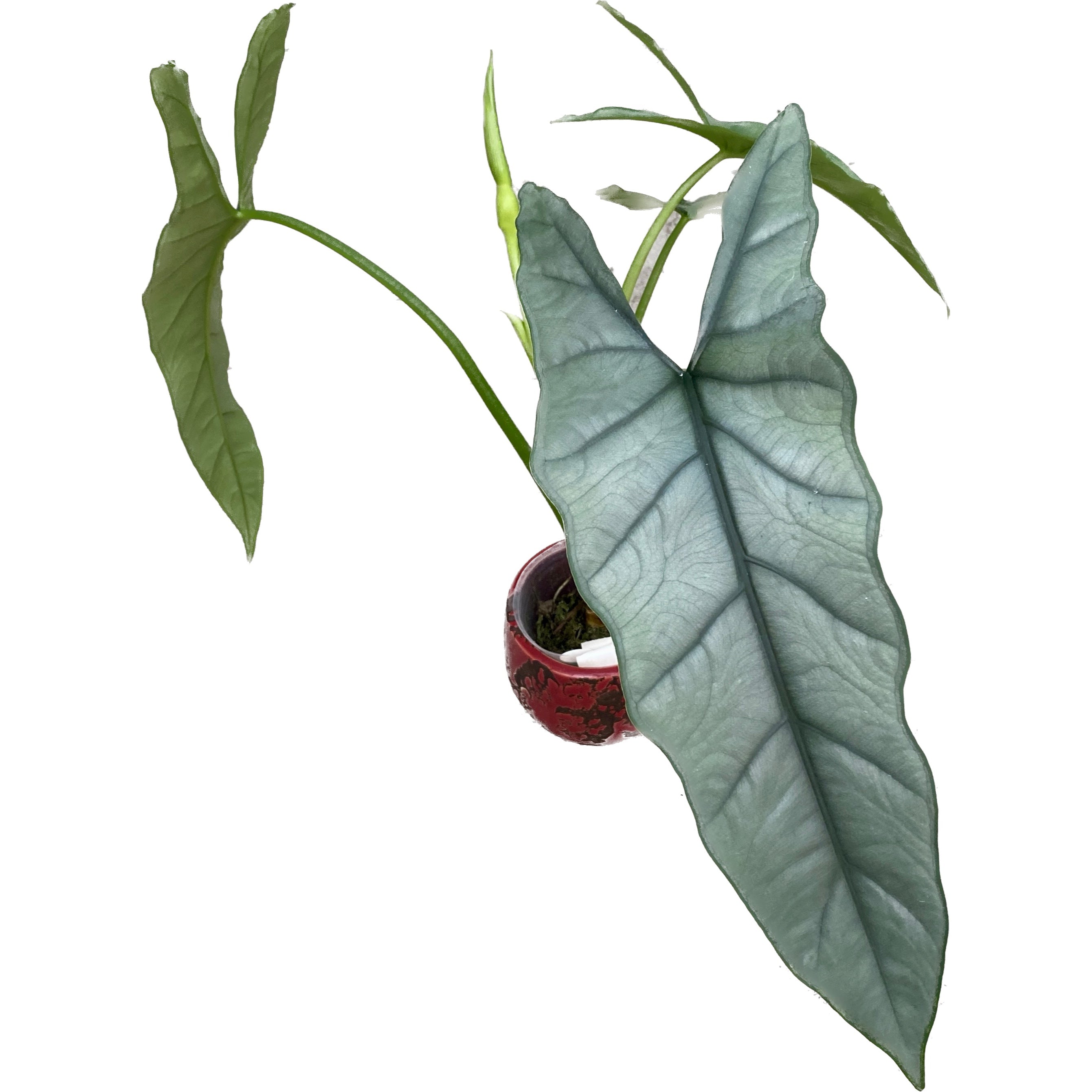 Alocasia heterophylla 'Silber' Floraria Secret Garden (SG)