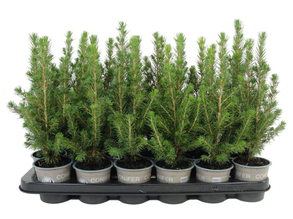 Picea Glauca Conica - brad natural in ghiveci