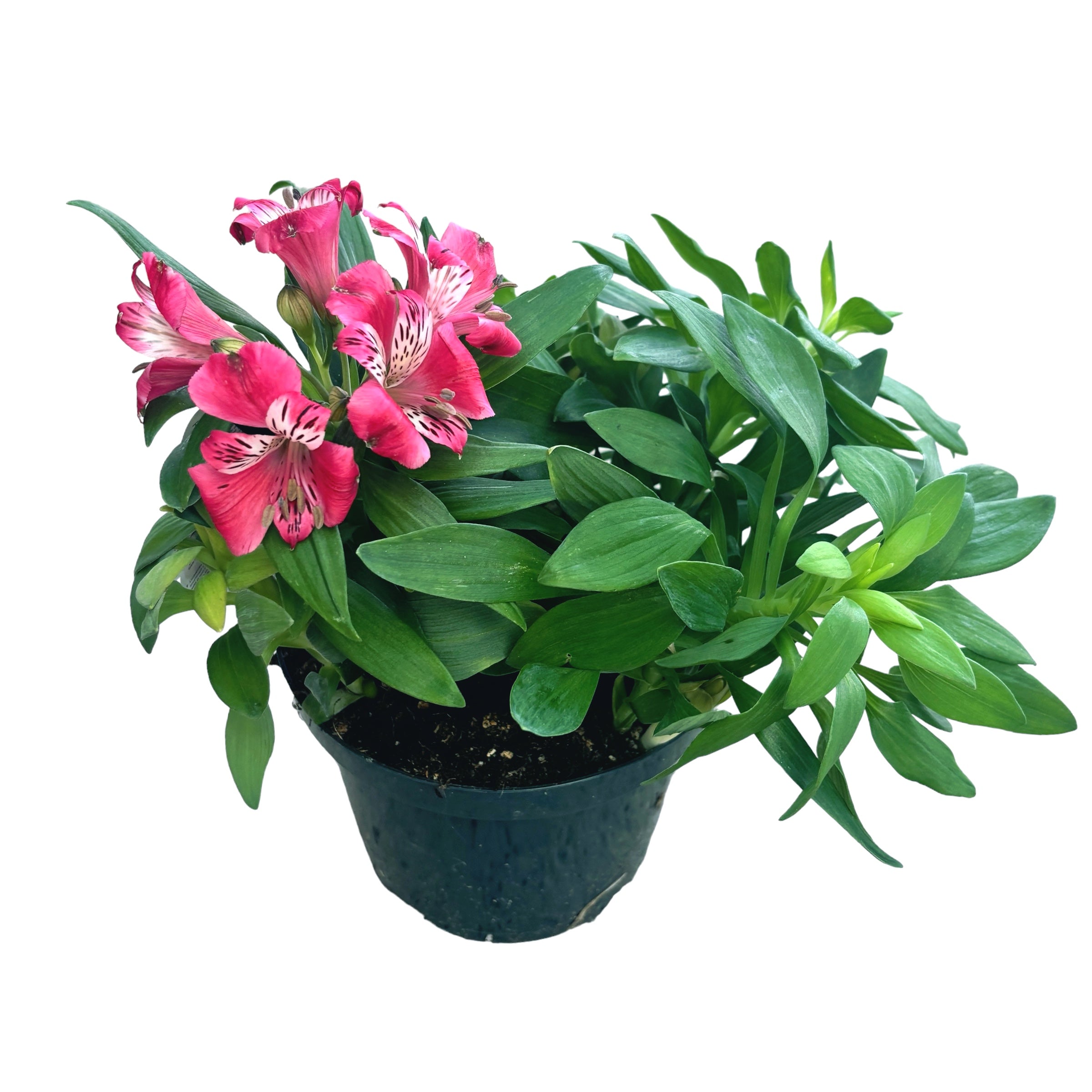 Alstroemeria 'Inca Lolly' - crin peruvian