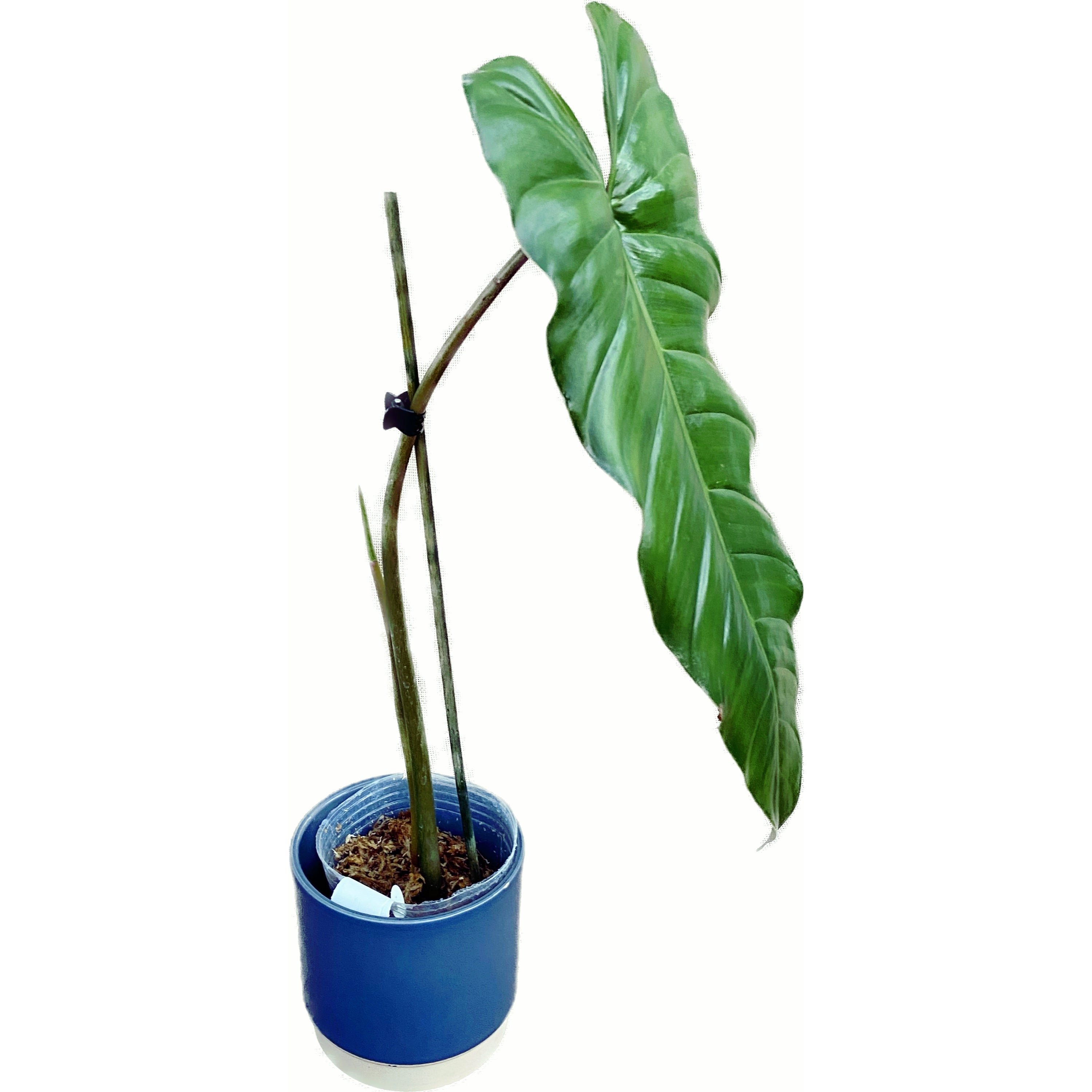 Philodendron dolichogynium