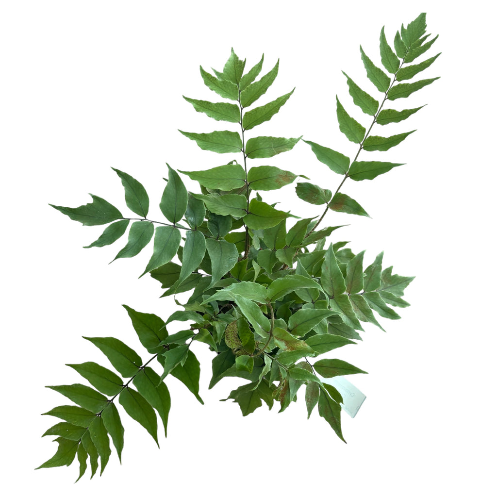 Feriga de gradina - Cyrtomium fortunei var. clivicola