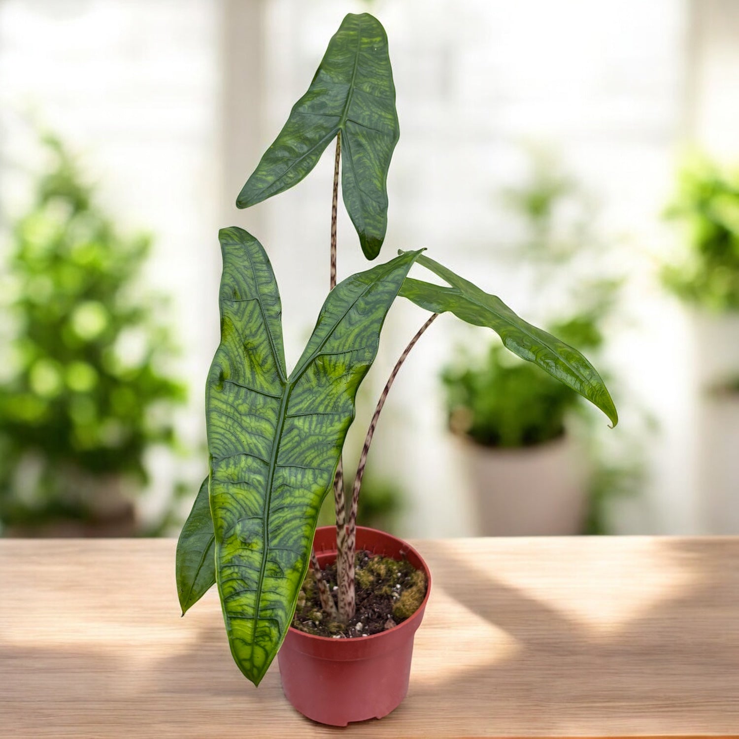 Alocasia zebrina 'Reticulata' - frunzis grafic, contrast