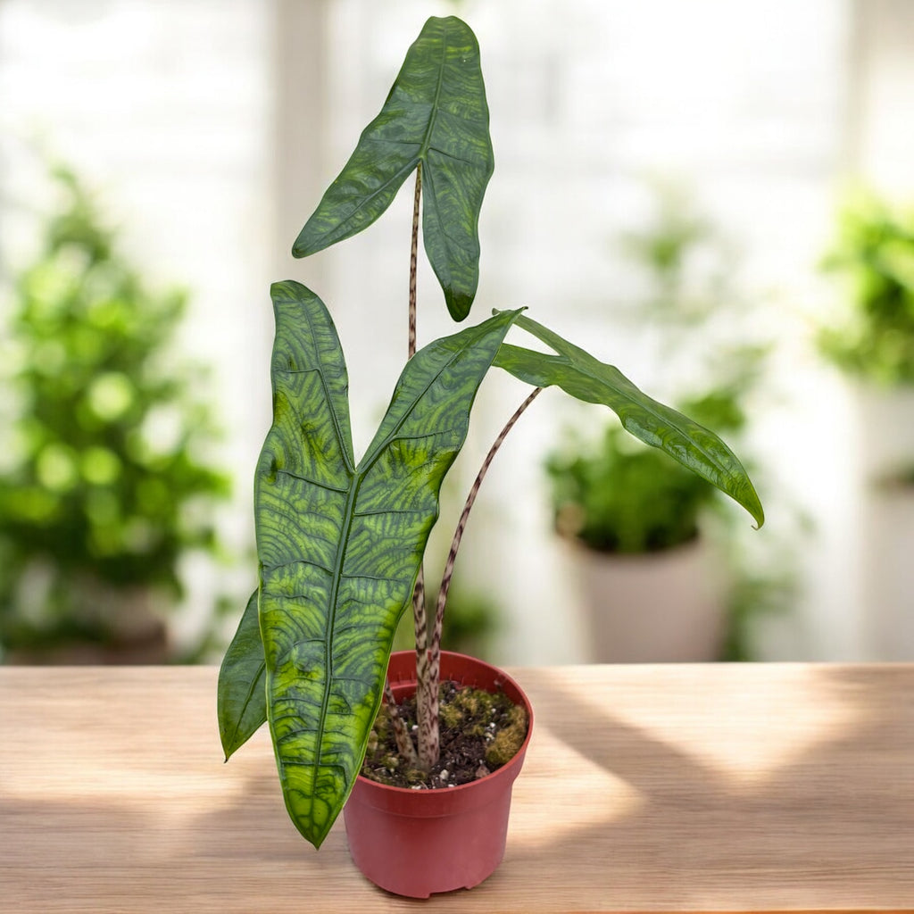 Alocasia zebrina ‘Reticulata’ - frunzis grafic, contrast spectaculos