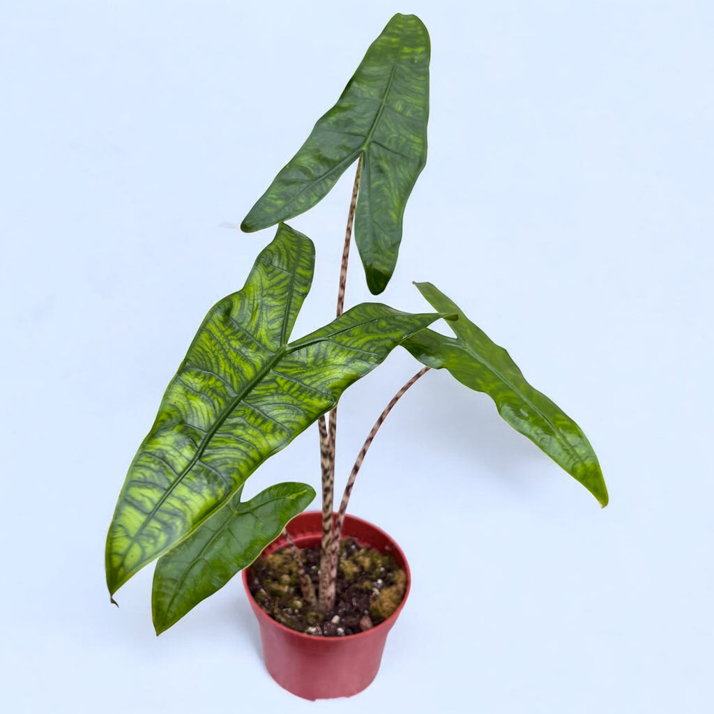 Alocasia zebrina ‘Reticulata’ - frunzis grafic, contrast spectaculos