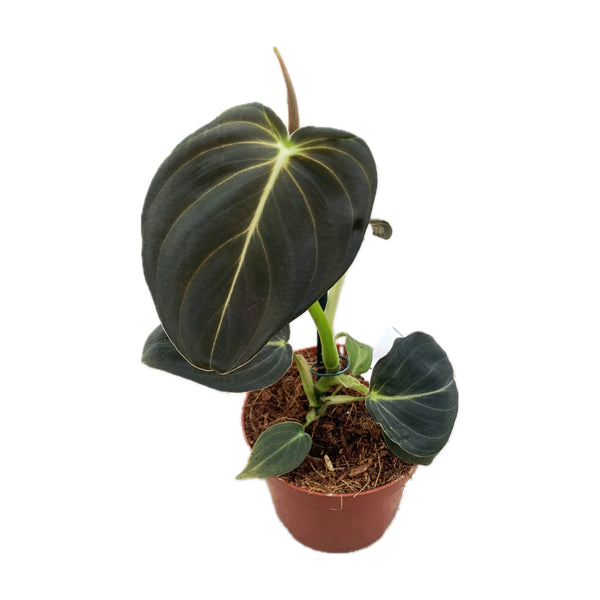 Philodendron melanochrysum (Black Gold Philodendron) D9