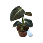 Philodendron melanochrysum (Black Gold Philodendron) D9