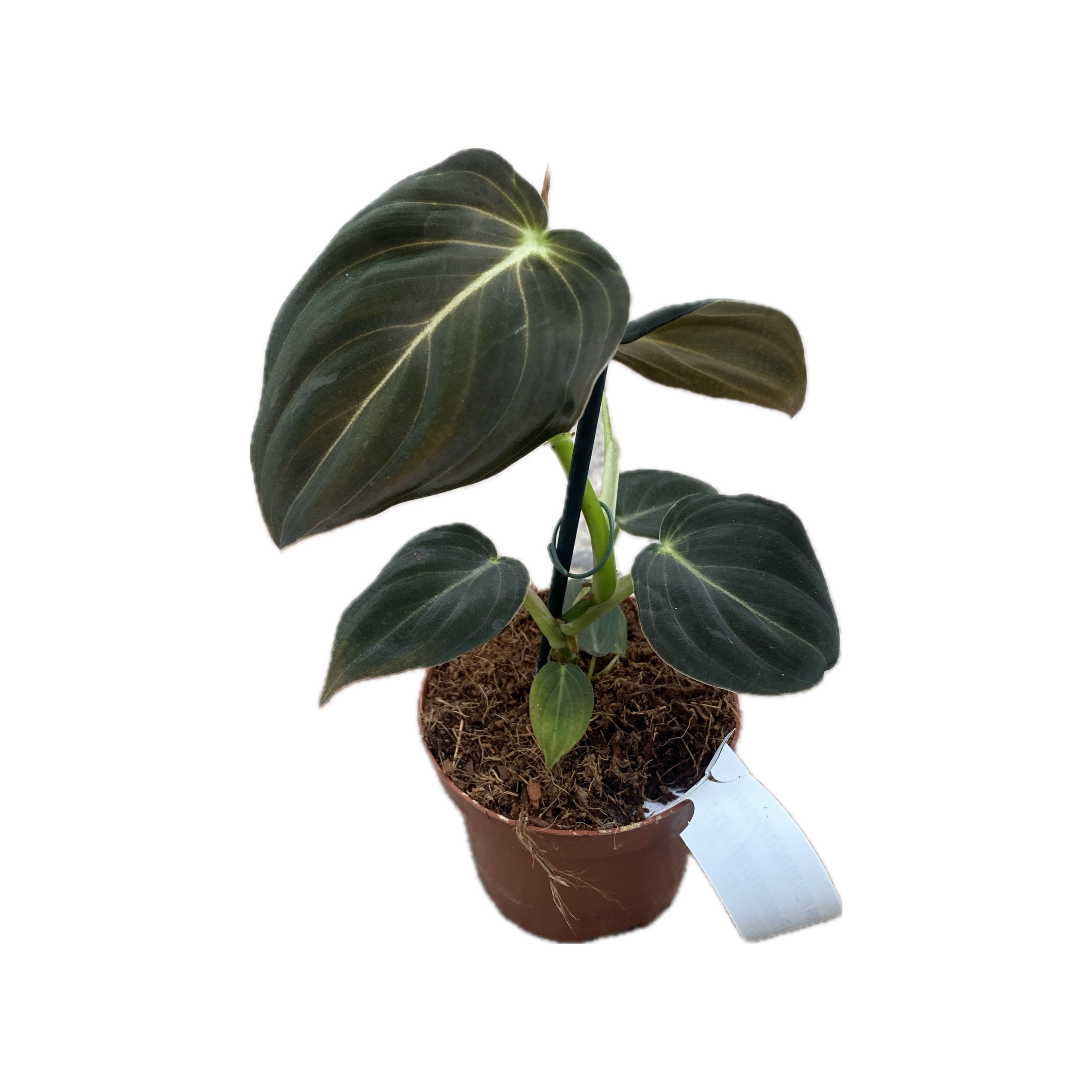 Philodendron melanochrysum (Black Gold Philodendron) D9