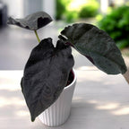 Alocasia chienlii 'Antoro Velvet' - varietate rara cu frunzis catifelat, verde-inchis