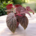 Begonia 'Maurice Amey'