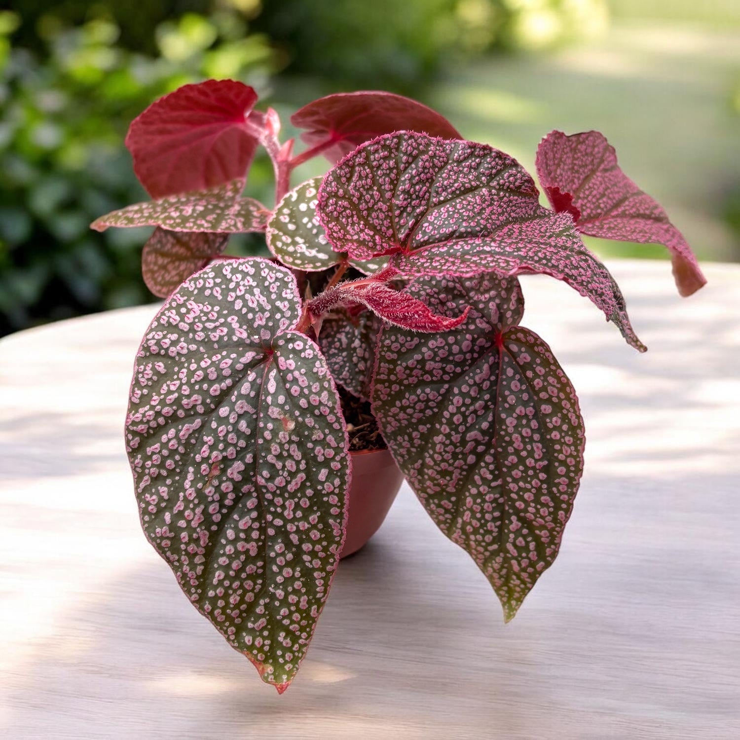 Begonia 'Maurice Amey'