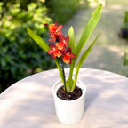 Oncostele Tom Cat 'Cayenne'