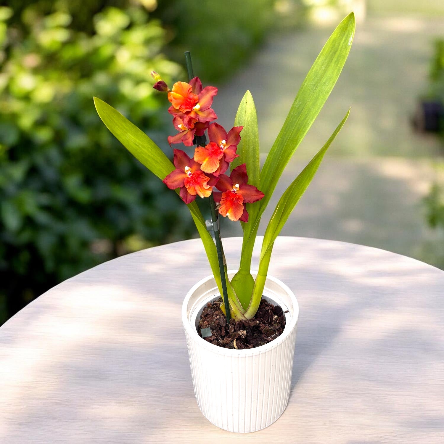Oncostele Tom Cat 'Cayenne'