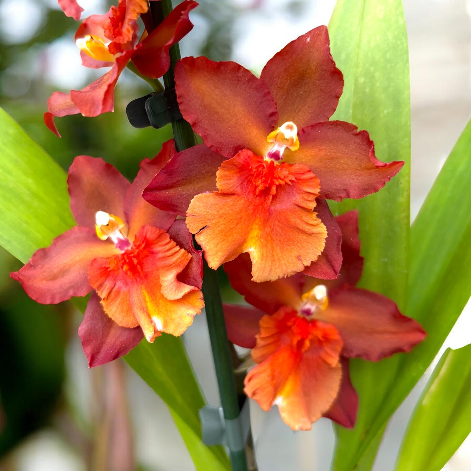 Oncostele Tom Cat 'Cayenne'