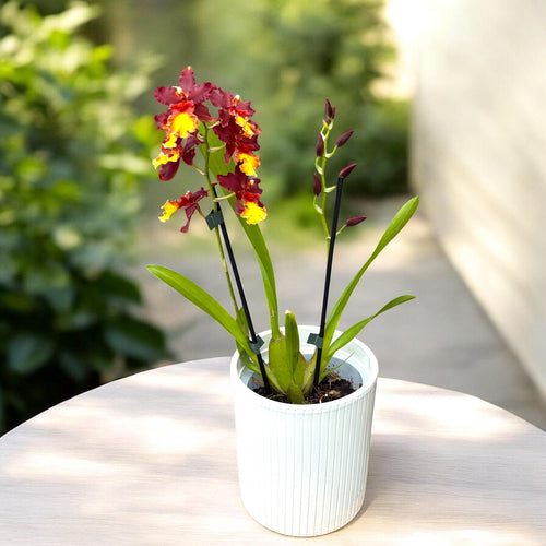 Wilsonara Aloha Sparks 'Ruby Eyes'