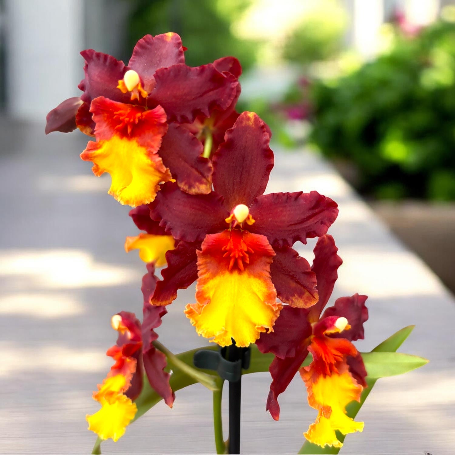 Wilsonara Aloha Sparks 'Ruby Eyes'