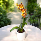 Odontoglossum Crawshayanu