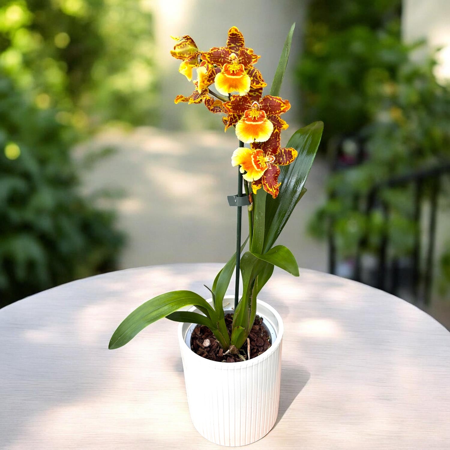 Odontoglossum Crawshayanu