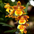 Odontoglossum Crawshayanu