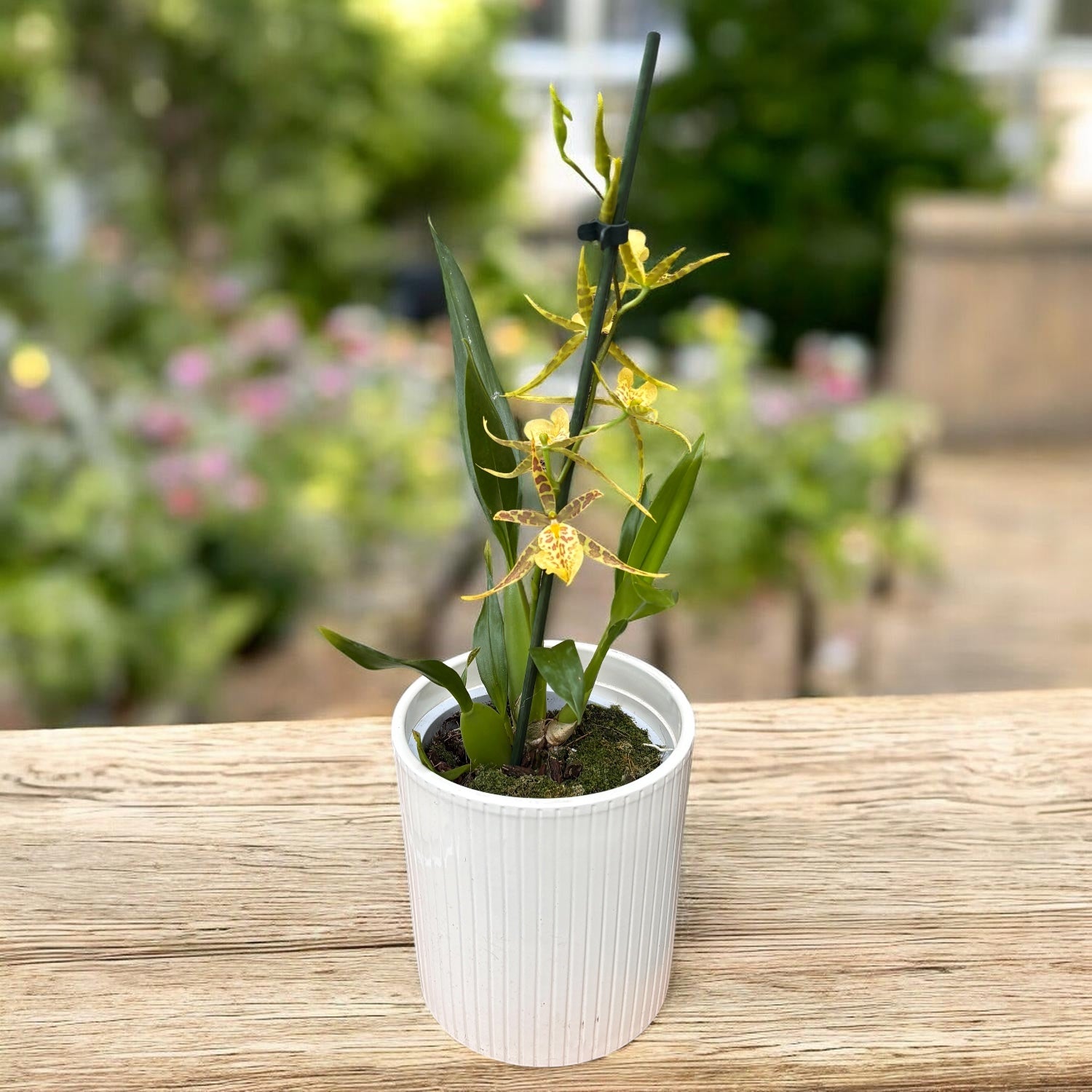 Aglaonema pictum 'Tricolor' (babyplant) – Secret Garden Plant Shop